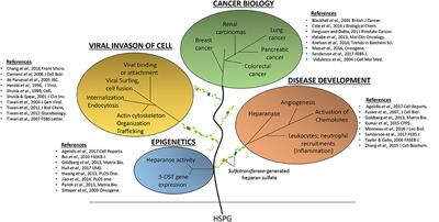 Sulfotransferase and Heparanase: Remodeling Engines in Promoting Virus Infection and Disease Development